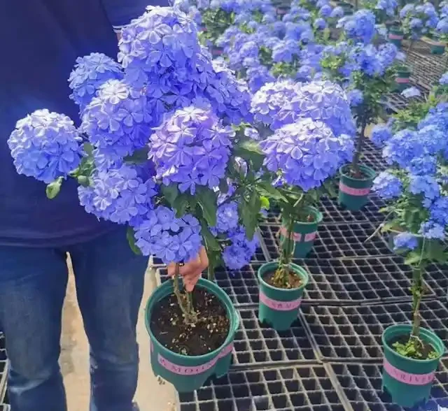 讓花兒多開花,有6個小訣竅,開花更多、質量更高,開成花球花樹