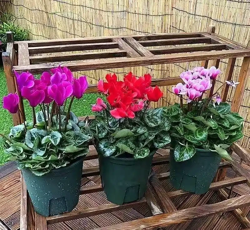 讓花兒多開花,有6個小訣竅,開花更多、質量更高,開成花球花樹