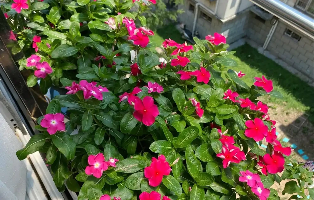 讓花兒多開花,有6個小訣竅,開花更多、質量更高,開成花球花樹