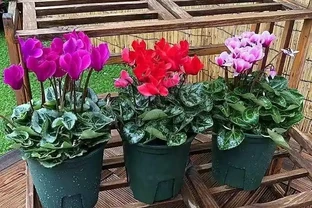 讓花兒多開花，有6個小訣竅，開花更多、質量更高，開成花球花樹