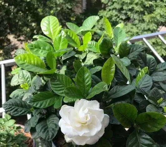梔子花落葉只剩「光桿」？教你一招，讓它「枯木逢春」，長滿綠葉