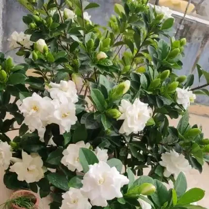 梔子花落葉只剩「光桿」？教你一招，讓它「枯木逢春」，長滿綠葉