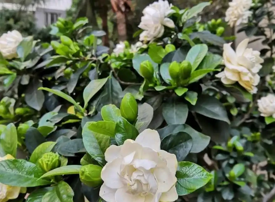 梔子花落葉只剩「光桿」？教你一招，讓它「枯木逢春」，長滿綠葉
