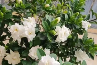 梔子花落葉只剩「光桿」？教你一招，讓它「枯木逢春」，長滿綠葉