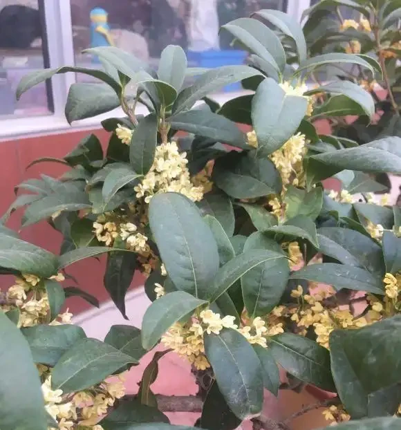 木樨用足肥,秋天開花多,磷鉀肥噴葉,灌根,開花期開得長