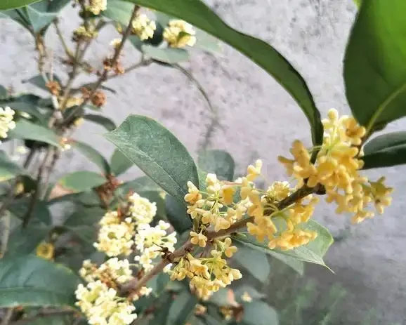 木樨用足肥,秋天開花多,磷鉀肥噴葉,灌根,開花期開得長