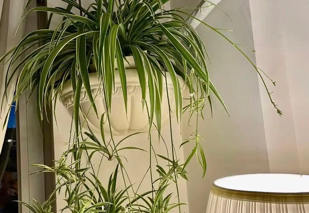 黃金葛可以除甲醛嗎?