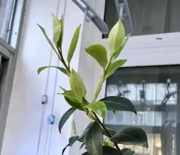 想要茶花開花好看,不黃葉?夏季管理是關鍵,做好這5點就夠了
