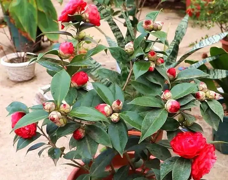 想要茶花開花好看,不黃葉?夏季管理是關鍵,做好這5點就夠了