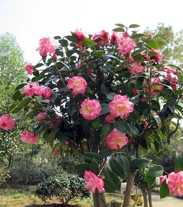 想要茶花開花好看,不黃葉?夏季管理是關鍵,做好這5點就夠了