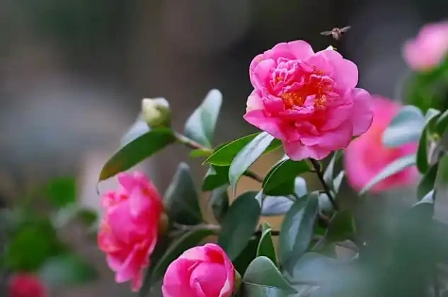 想要茶花開花好看,不黃葉?夏季管理是關鍵,做好這5點就夠了