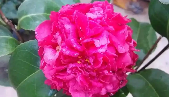 想要茶花開花好看,不黃葉?夏季管理是關鍵,做好這5點就夠了