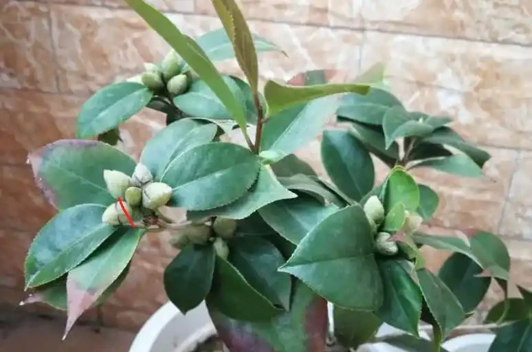 想要茶花開花好看,不黃葉?夏季管理是關鍵,做好這5點就夠了