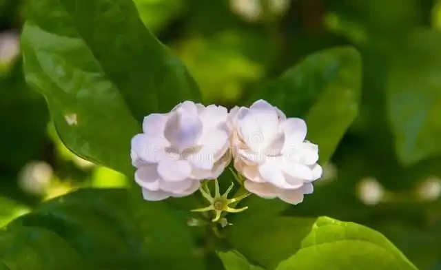 茉莉花又香又美,卻不適合「在家」養,為了「健康」建議搬出去