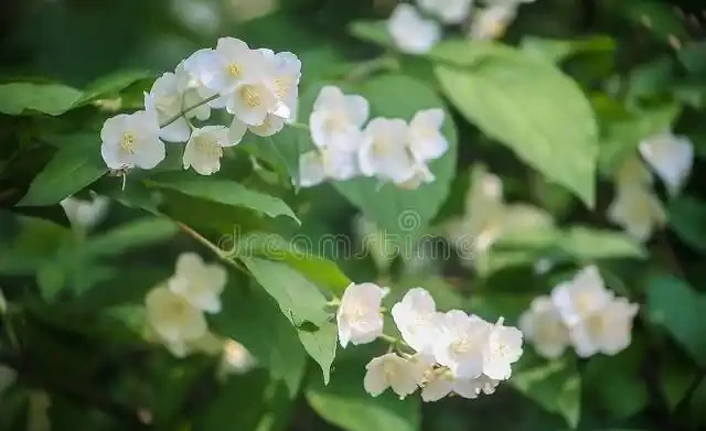 茉莉花又香又美,卻不適合「在家」養,為了「健康」建議搬出去