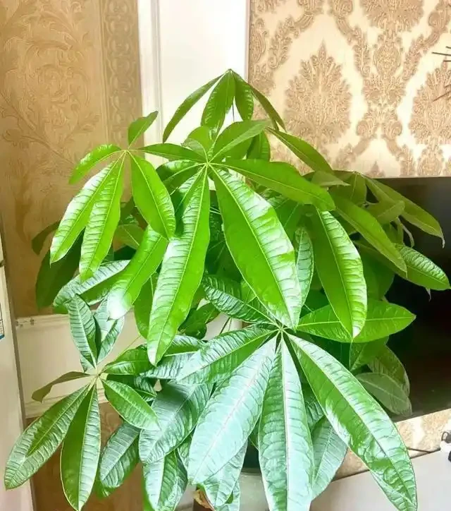 變成「光桿」的發財樹,不是換盆就能活,還要做好這「3點」