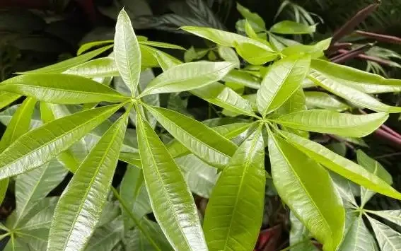 變成「光桿」的發財樹,不是換盆就能活,還要做好這「3點」