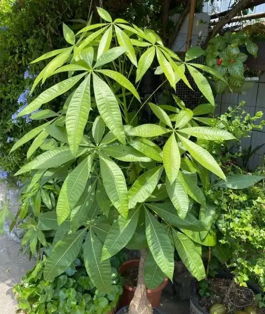 變成「光桿」的發財樹,不是換盆就能活,還要做好這「3點」