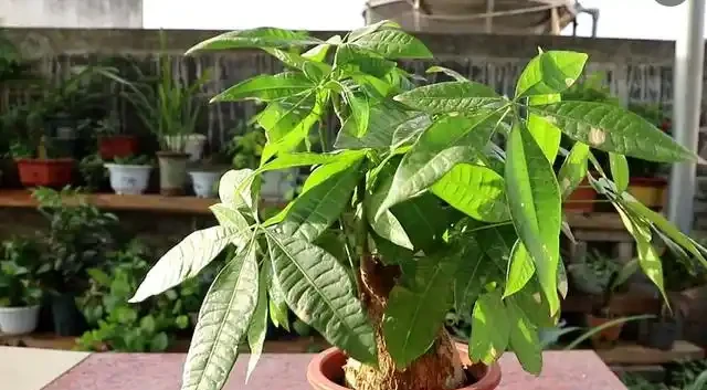 變成「光桿」的發財樹,不是換盆就能活,還要做好這「3點」