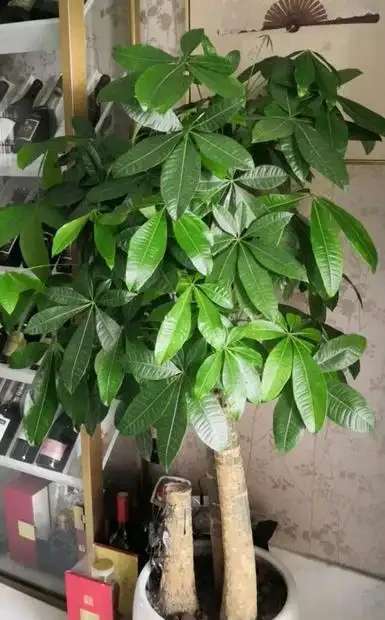 變成「光桿」的發財樹,不是換盆就能活,還要做好這「3點」