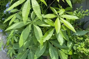 變成「光桿」的發財樹，不是換盆就能活，還要做好這「3點」