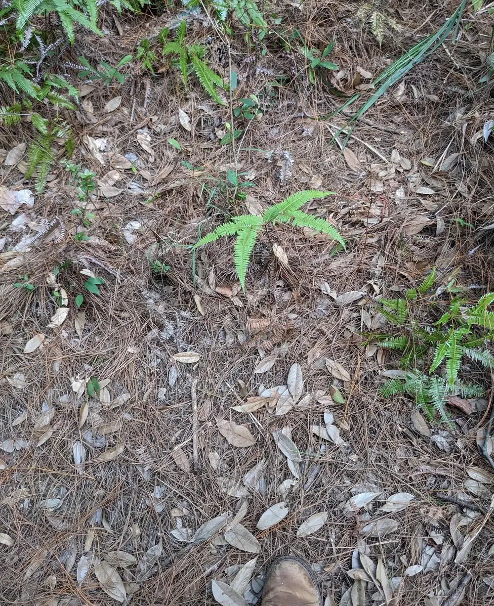 老手常用的五種腐葉土,任何蘭花都能養好,蘭友可以借鑑參考
