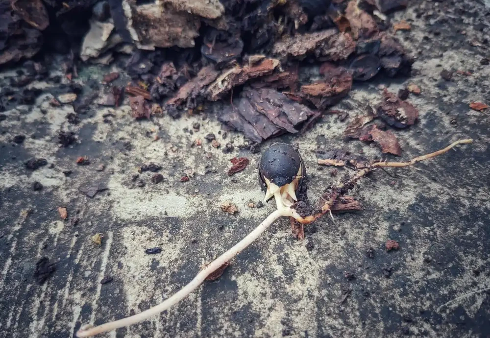 老手常用的五種腐葉土,任何蘭花都能養好,蘭友可以借鑑參考