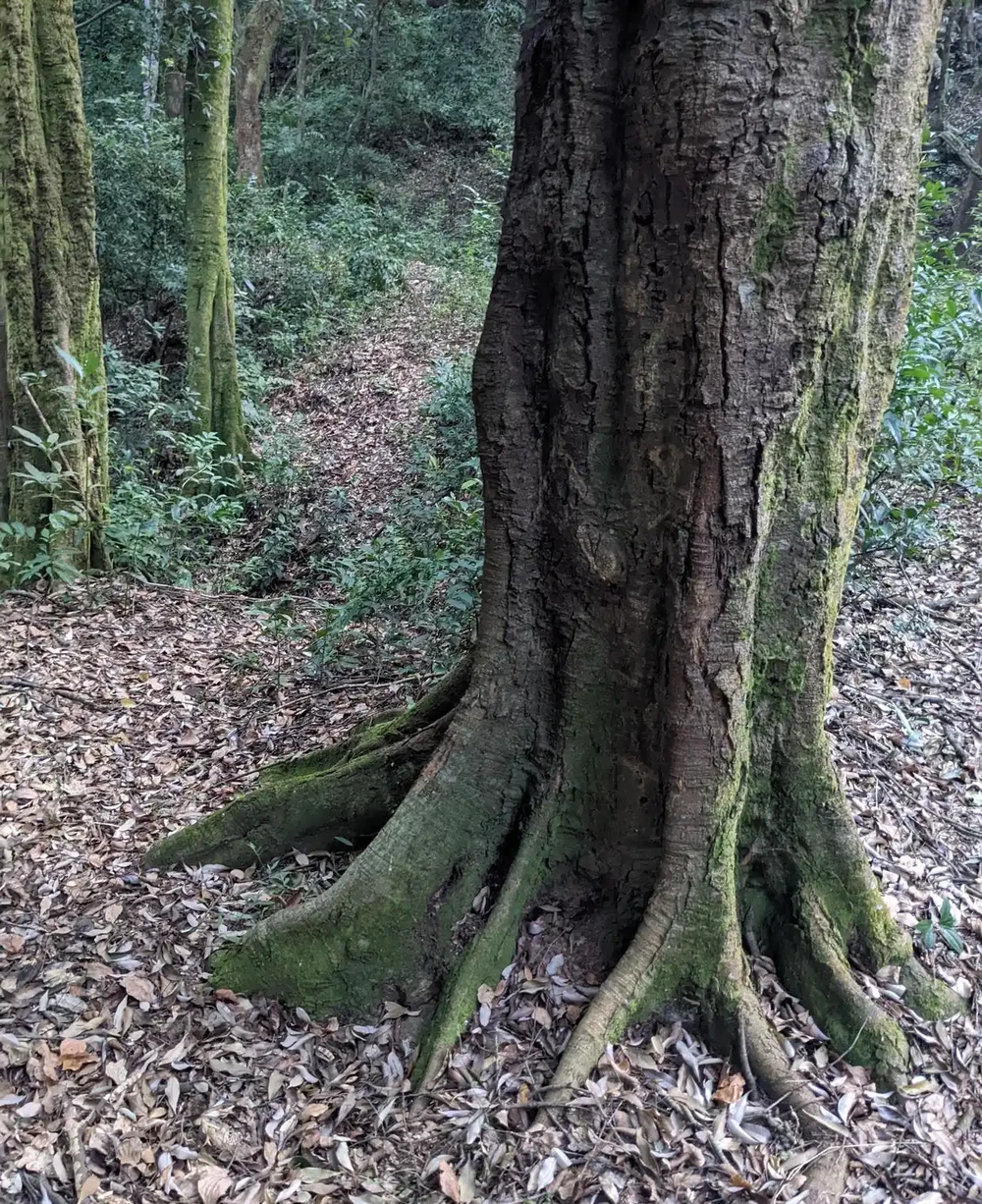 老手常用的五種腐葉土,任何蘭花都能養好,蘭友可以借鑑參考
