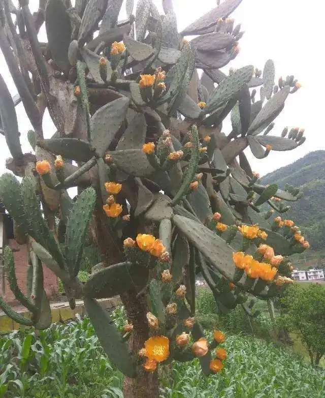 仙人掌可以養成樹?沒錯!做到5個「條件」,養的高大挺拔