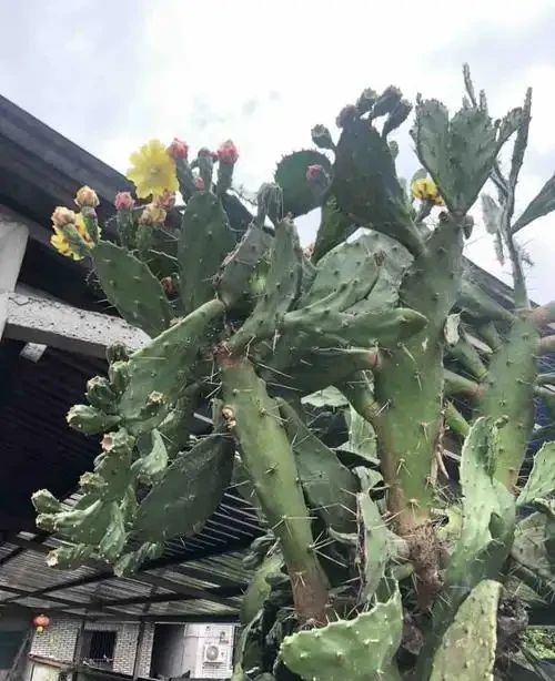 仙人掌可以養成樹?沒錯!做到5個「條件」,養的高大挺拔