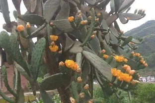 仙人掌可以養成樹？沒錯！做到5個「條件」，養的高大挺拔