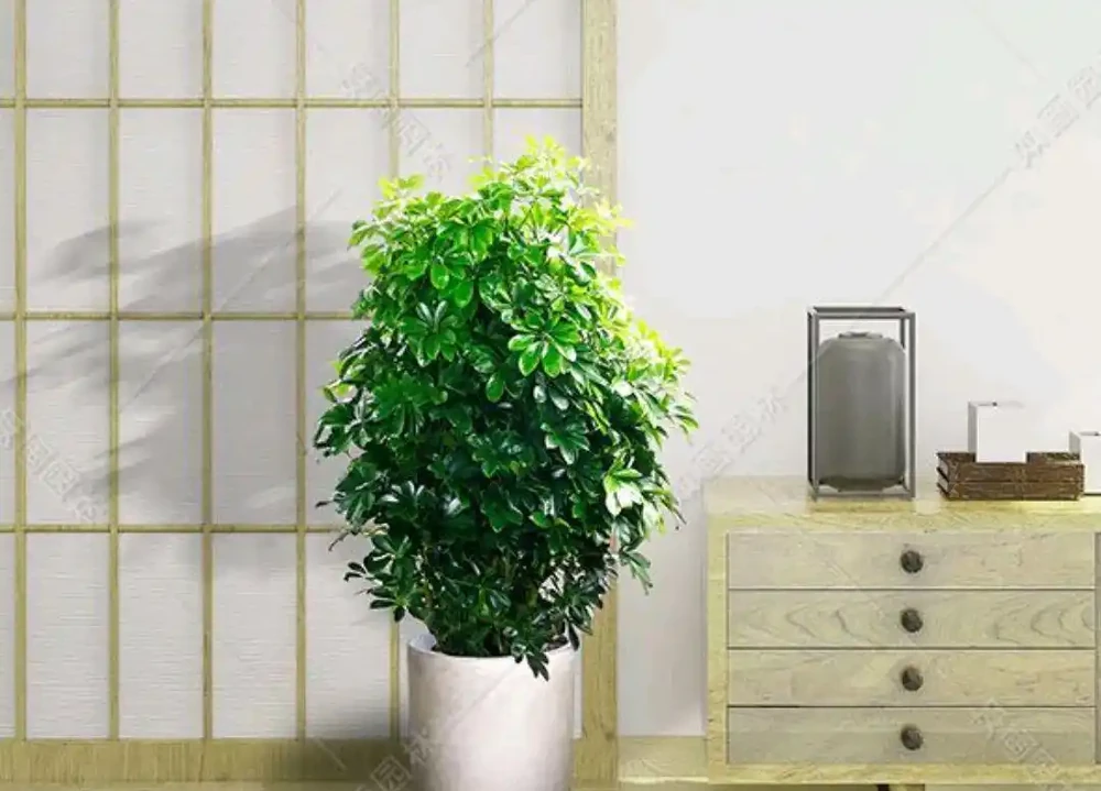 「家裡有樹,十有九富」,家裡養盆鴨腳木,不僅淨化空氣還寓意好