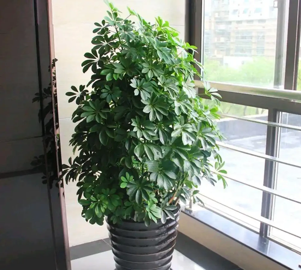 「家裡有樹,十有九富」,家裡養盆鴨腳木,不僅淨化空氣還寓意好