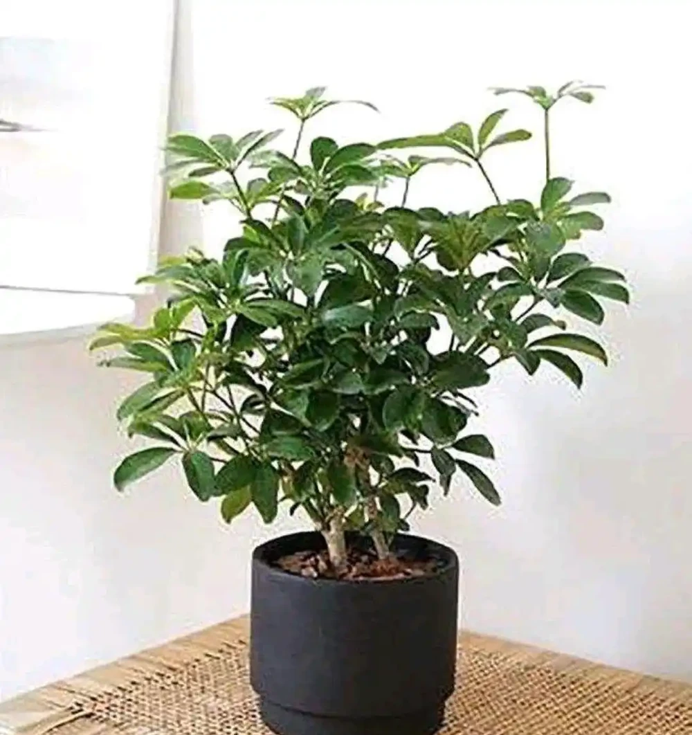 「家裡有樹,十有九富」,家裡養盆鴨腳木,不僅淨化空氣還寓意好