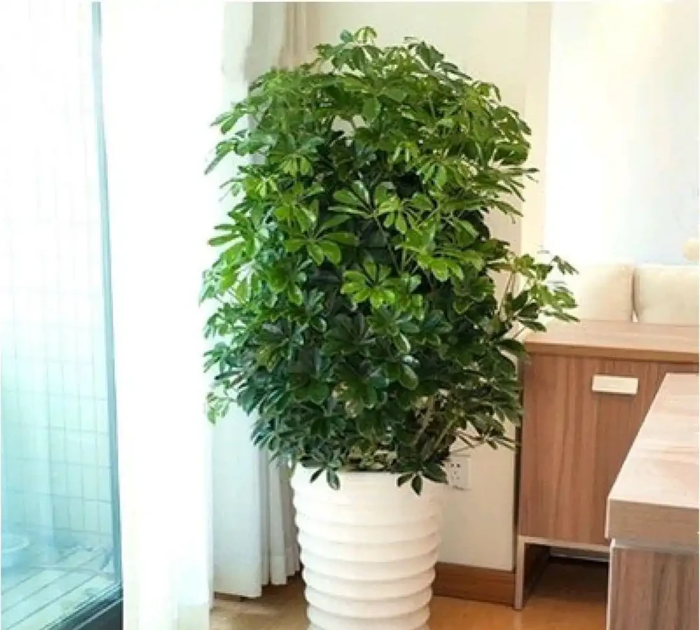 「家裡有樹,十有九富」,家裡養盆鴨腳木,不僅淨化空氣還寓意好