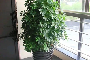 「家裡有樹，十有九富」，家裡養盆鴨腳木，不僅淨化空氣還寓意好