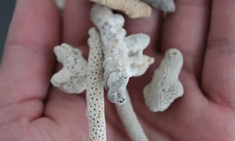 魚缸濾材怎麼選?這幾種濾材比較比較常見