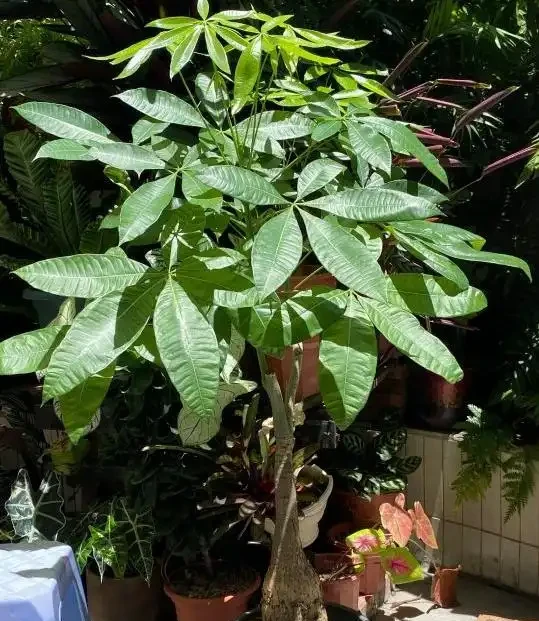 8月養發財樹,做好「3足1多」,新葉冒不停,又大又油綠