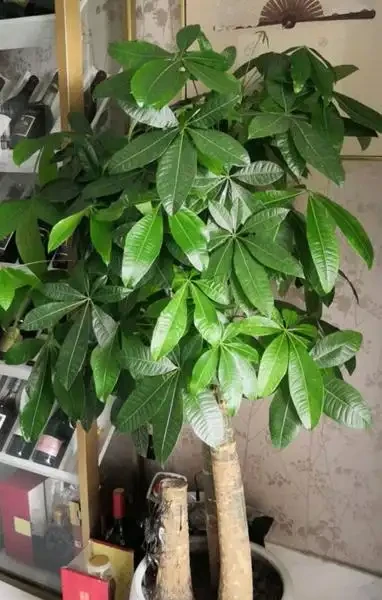 8月養發財樹,做好「3足1多」,新葉冒不停,又大又油綠