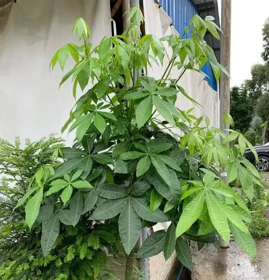 8月養發財樹,做好「3足1多」,新葉冒不停,又大又油綠