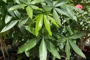 8月養發財樹，做好「3足1多」，新葉冒不停，又大又油綠