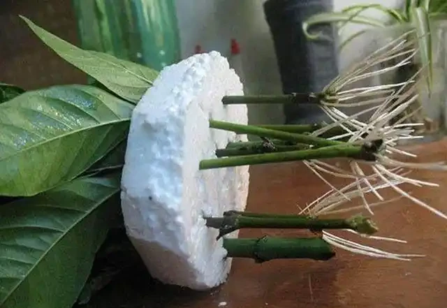 情人節收到的玫瑰花,花枝剪下來,插到水裡,很快就能發根