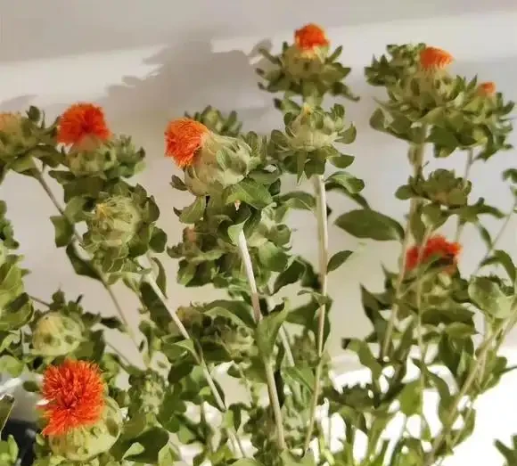 情人節收到的玫瑰花,花枝剪下來,插到水裡,很快就能發根