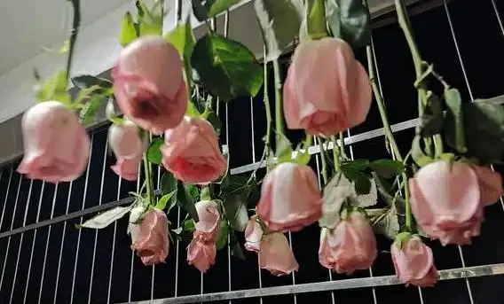 情人節收到的玫瑰花,花枝剪下來,插到水裡,很快就能發根