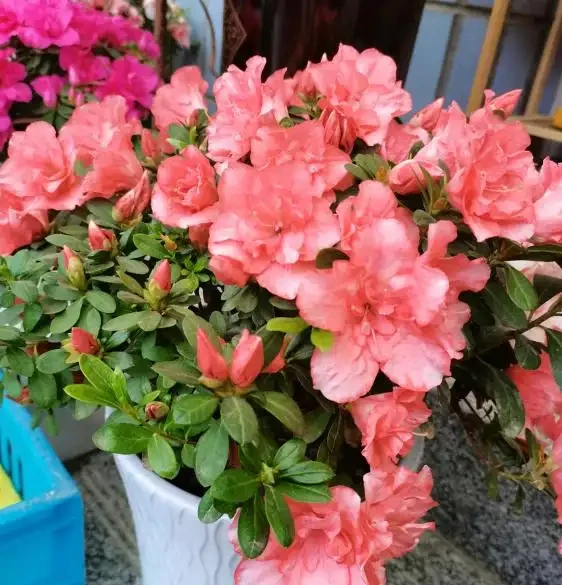 養花最頭疼的是「黃葉」,透過「6點」找原因,才能葉片綠油油