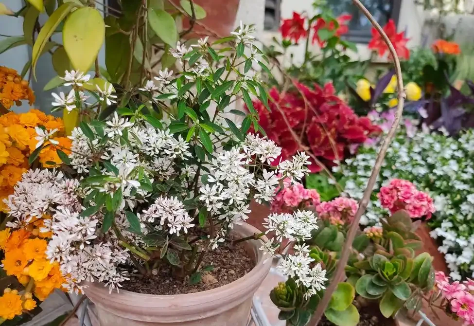 養花最頭疼的是「黃葉」,透過「6點」找原因,才能葉片綠油油