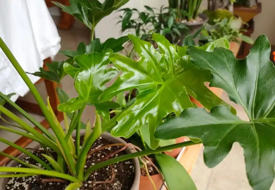 養花最頭疼的是「黃葉」,透過「6點」找原因,才能葉片綠油油