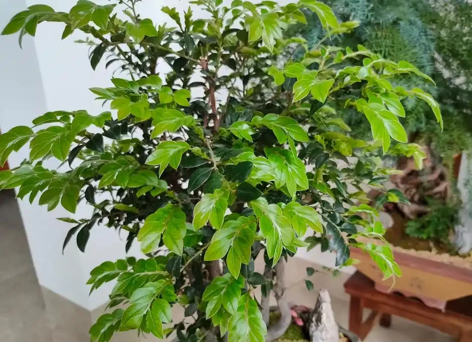 養花最頭疼的是「黃葉」,透過「6點」找原因,才能葉片綠油油