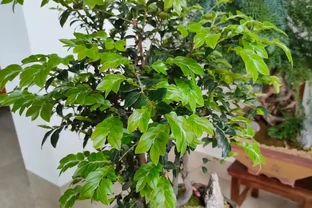 養花最頭疼的是「黃葉」，透過「6點」找原因，才能葉片綠油油