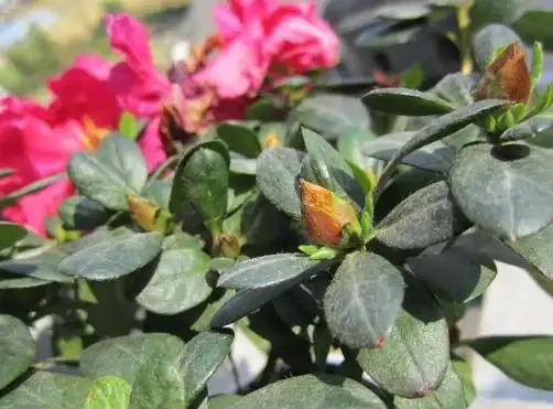 杜鵑花花苞沒開就幹了怎麼辦?園藝師告訴你最詳細的解決方法
